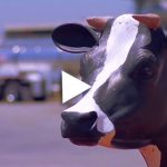 Video placeholder image of a model cow